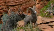 PICTURES/Leaving Zion on Mt. Carmel Hwy/t_Bighorn Sheep-Male11.JPG